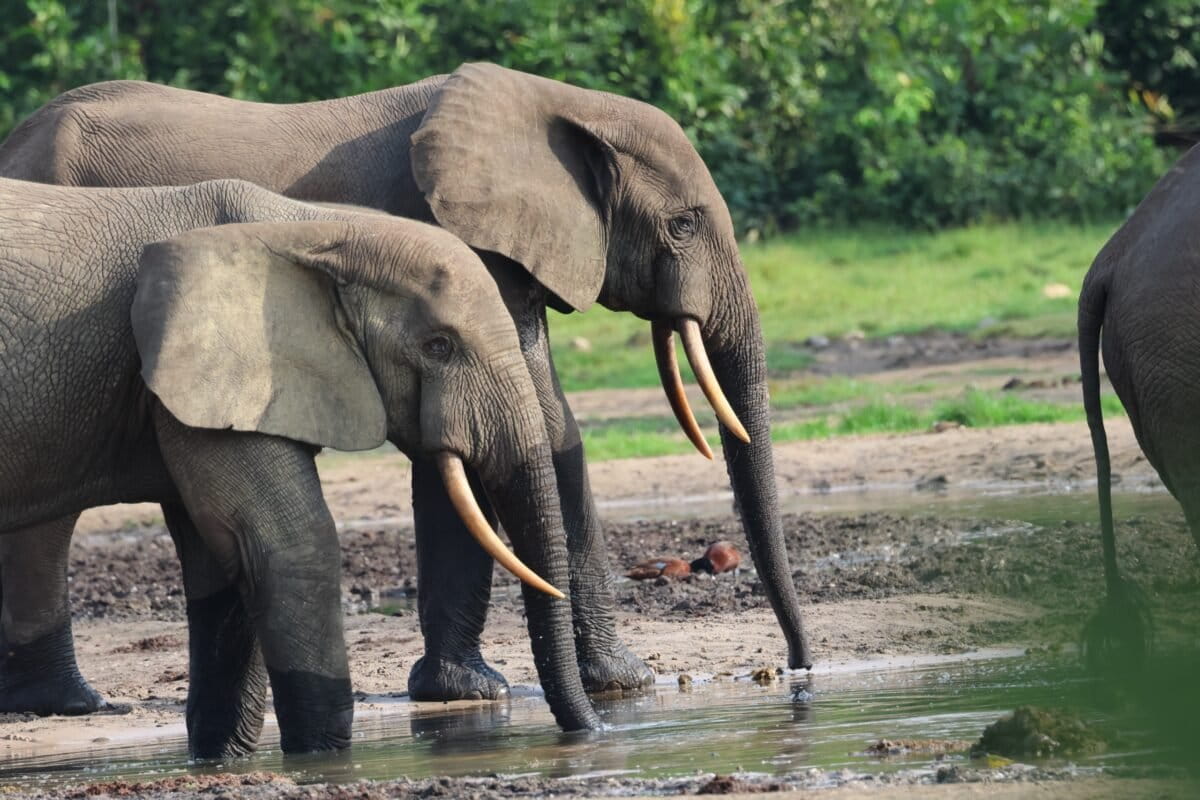 The little-known story of emerging ecotourism in the Central African Republic